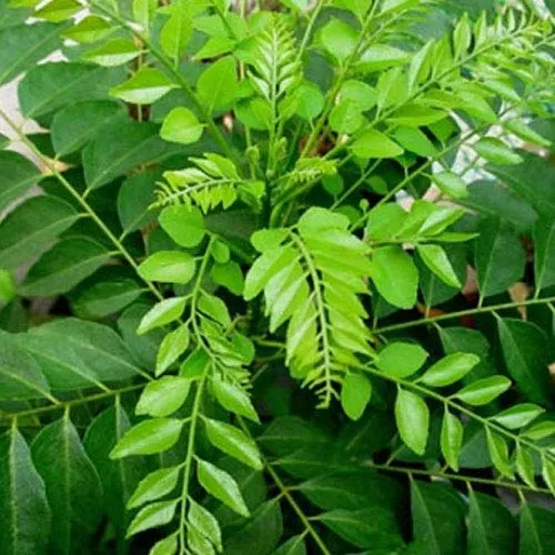 curry leaves 