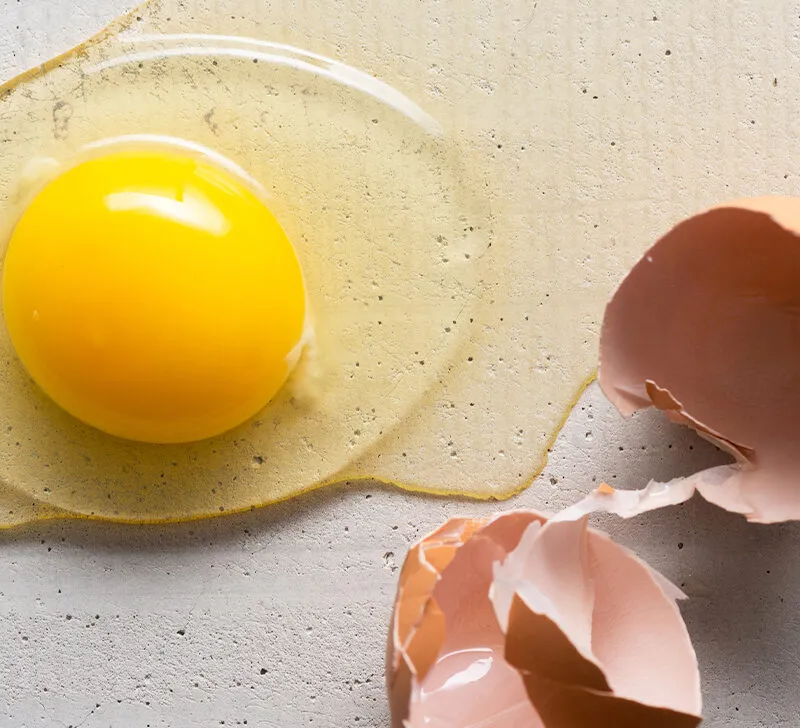 egg yolk 