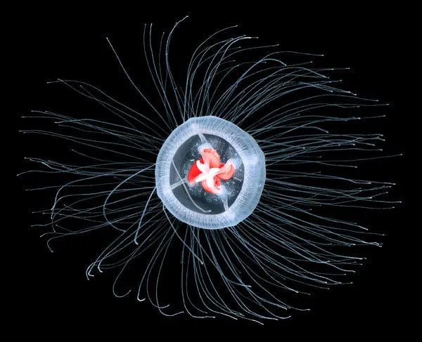 The Immortal Jelly Fish 