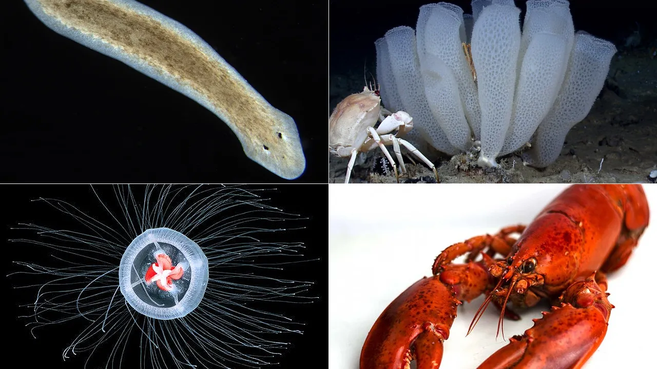 Immortal Creatures 
