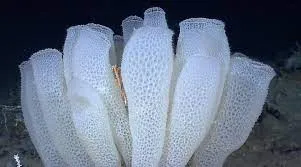 Glass Sponge 