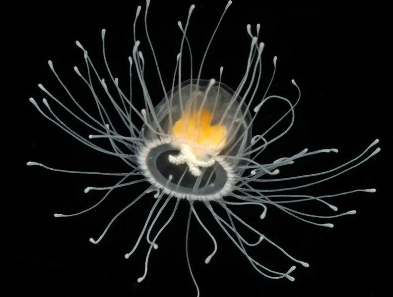 The Immortal Jelly Fish 
