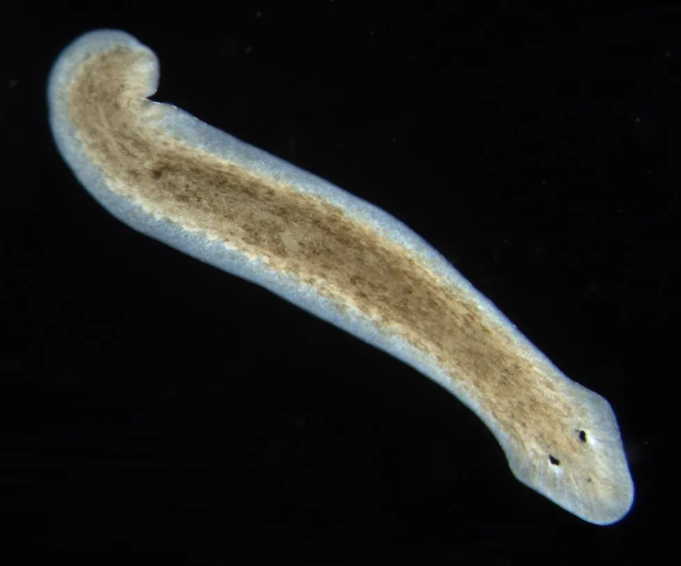 Planarian Flatworm 