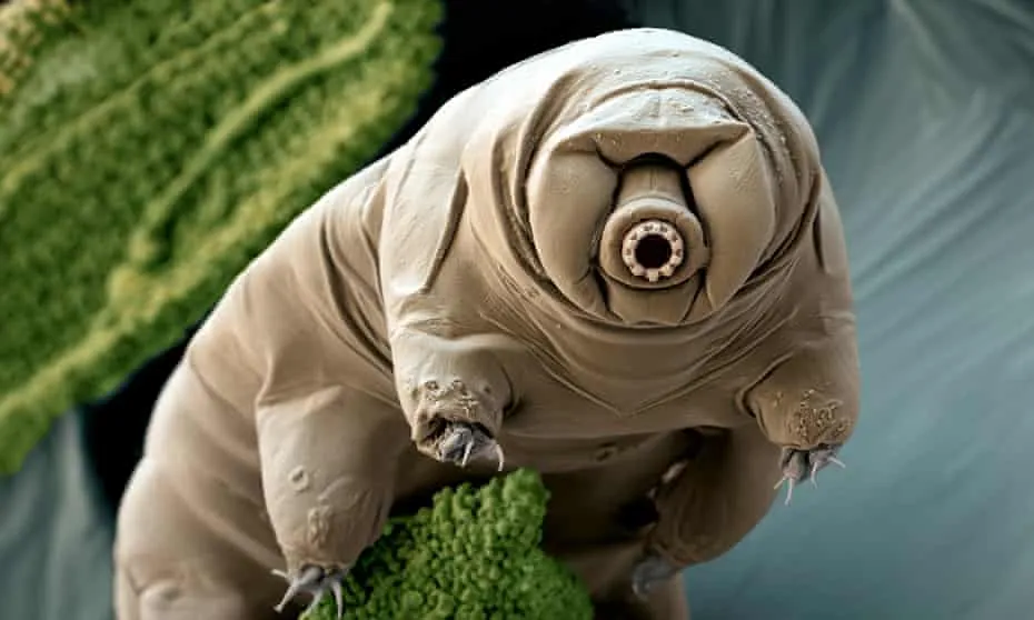 Tardigrade 