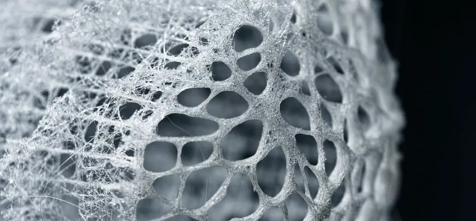 Glass Sponge 