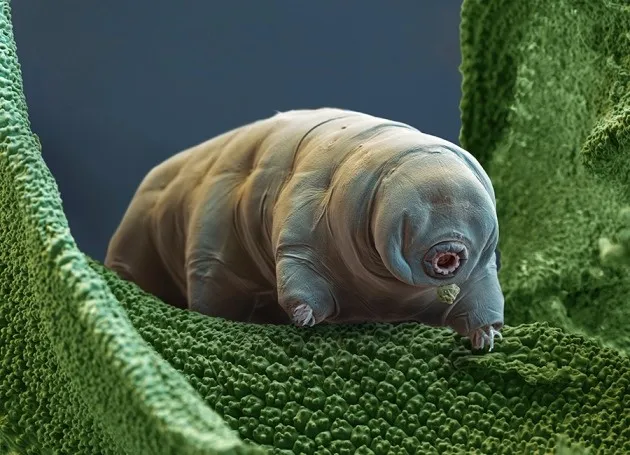 Tardigrade 