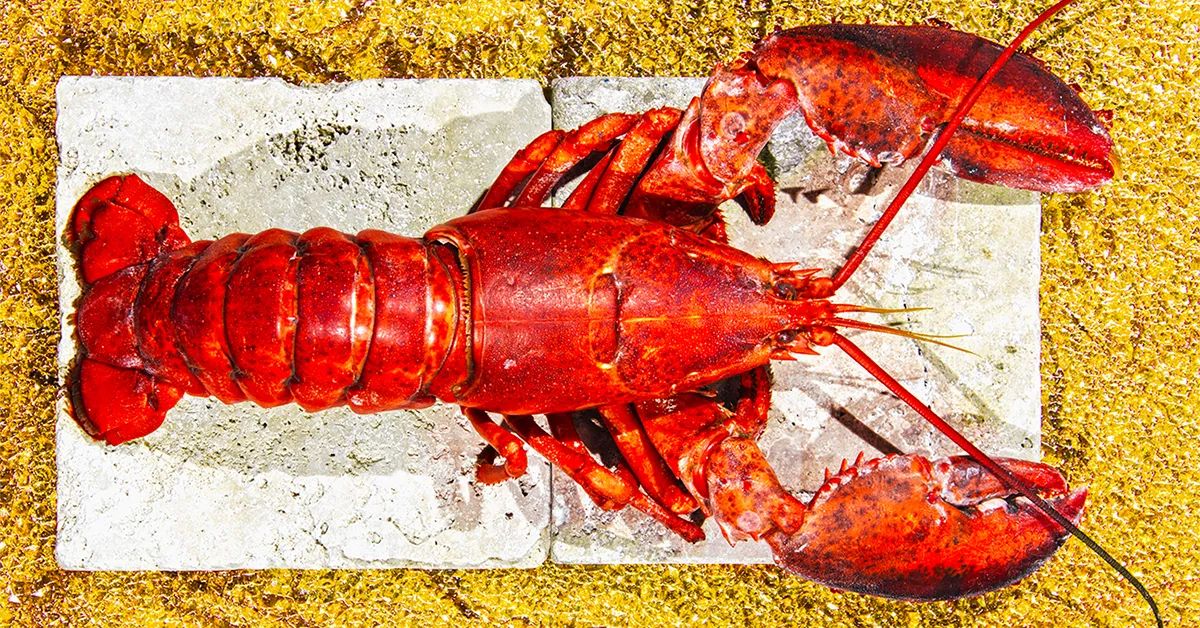 Lobster 