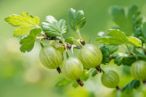 Gooseberry