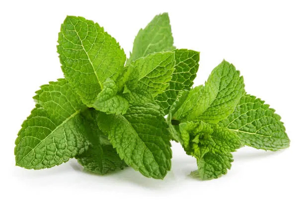 mint leaves