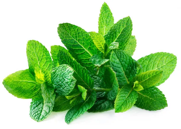 mint leaves