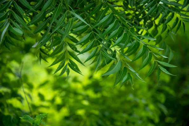 neem leaves