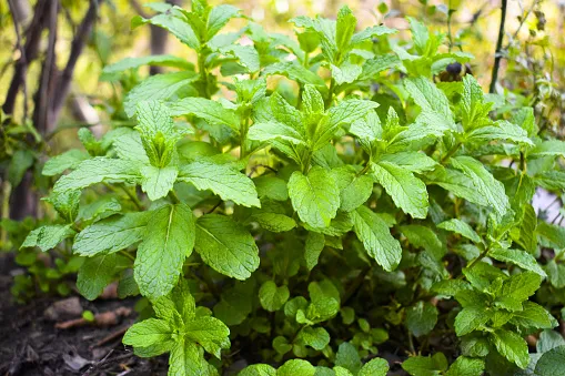 mint leaves