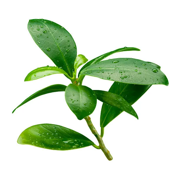 Pomegranate Leaves