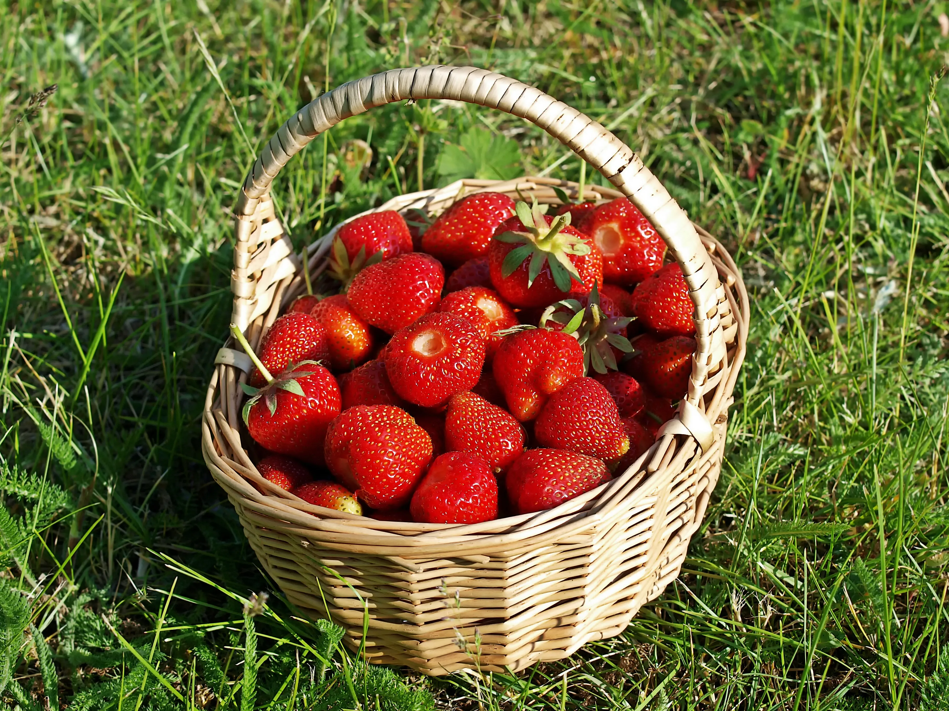 strawberries 
