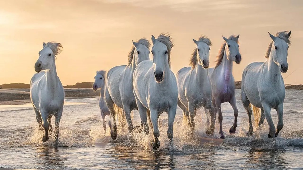 7 horse 3 