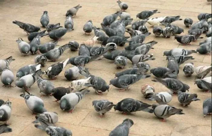 bird 
