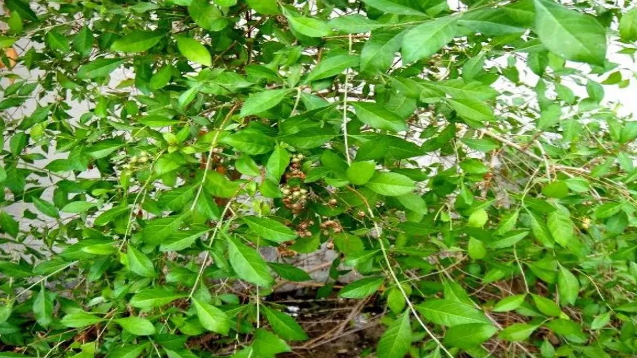 mehendi plants 
