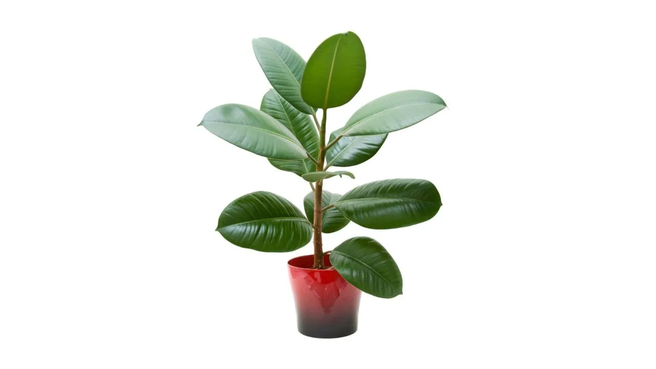 Ficus elastica Rubber Plant