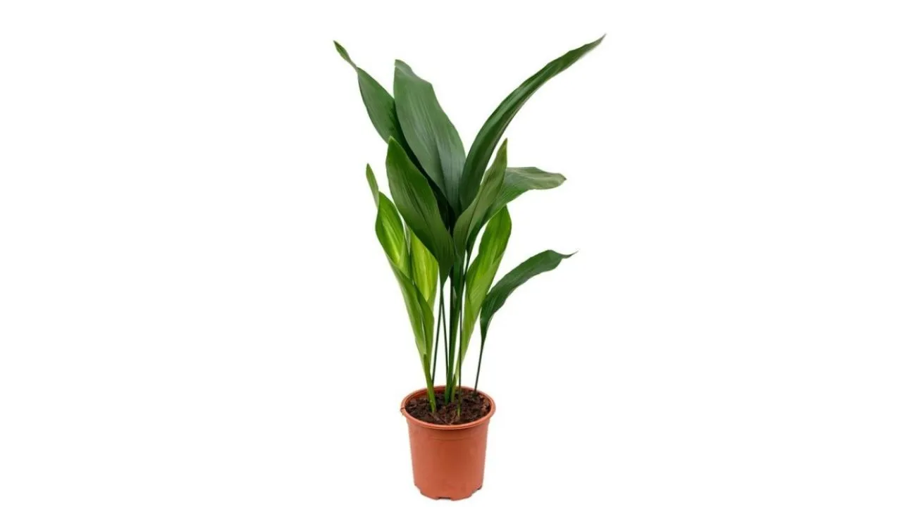 aspidistra
