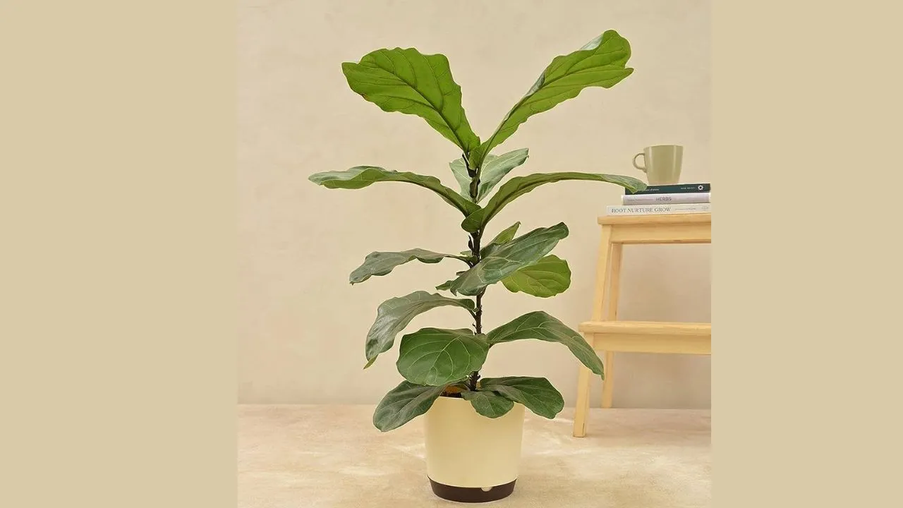 fiddle leaf fig