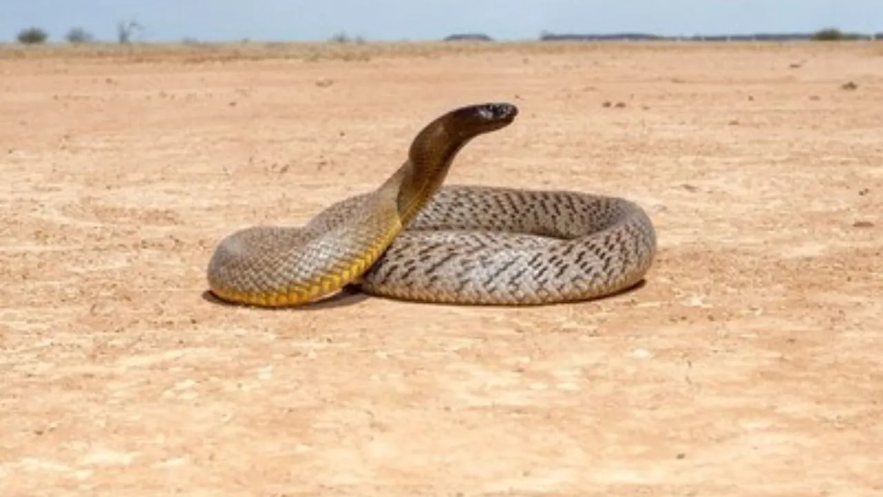 taipan snake