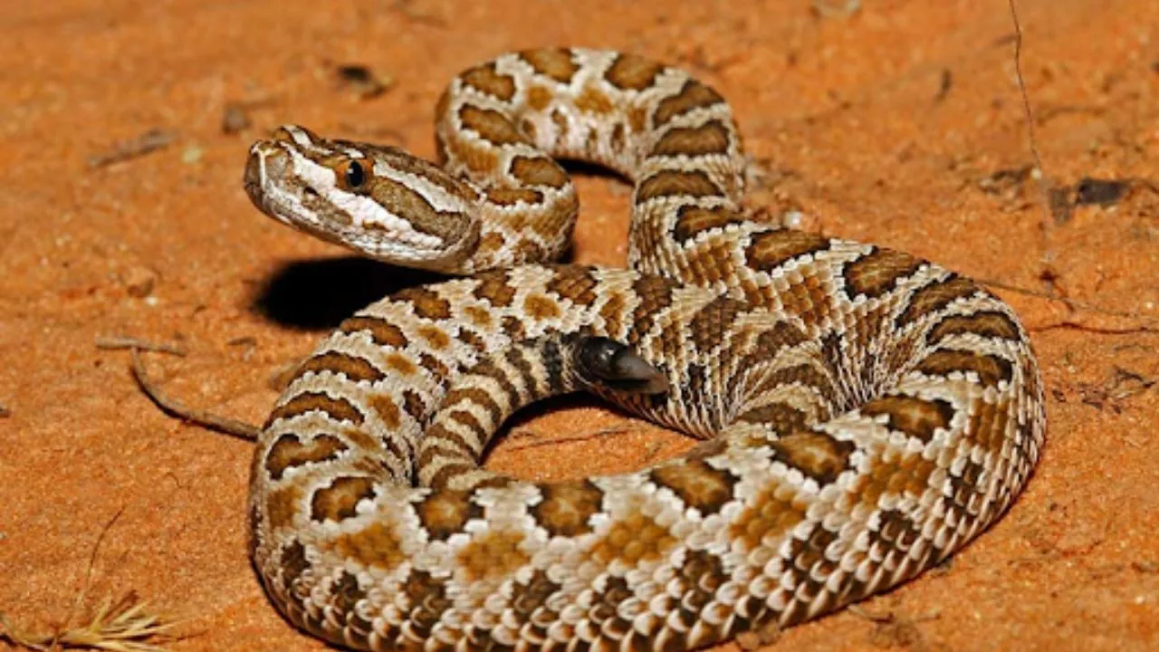 rattlesnake