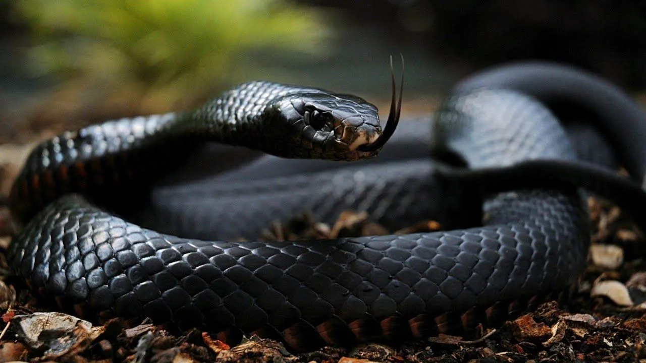 black mamba      
