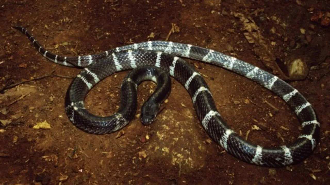 Indian krait snake