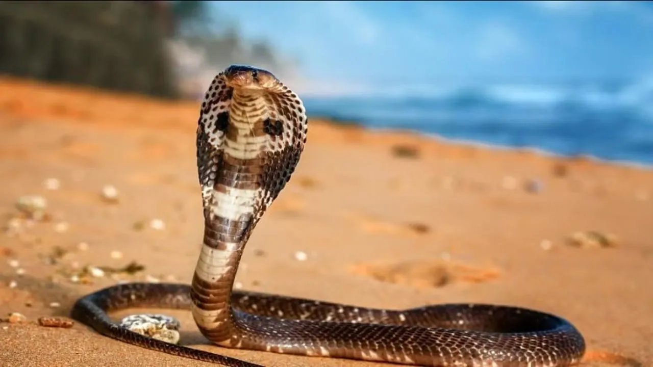 cobra 