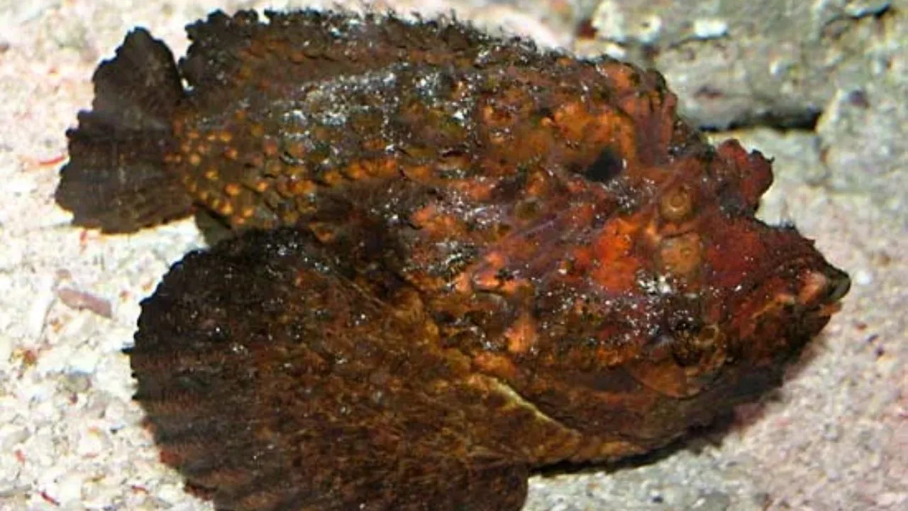 Stonefish
