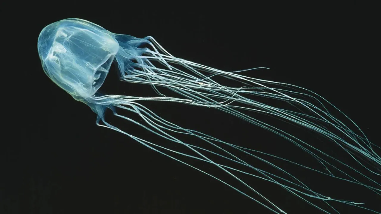 Box Jellyfish