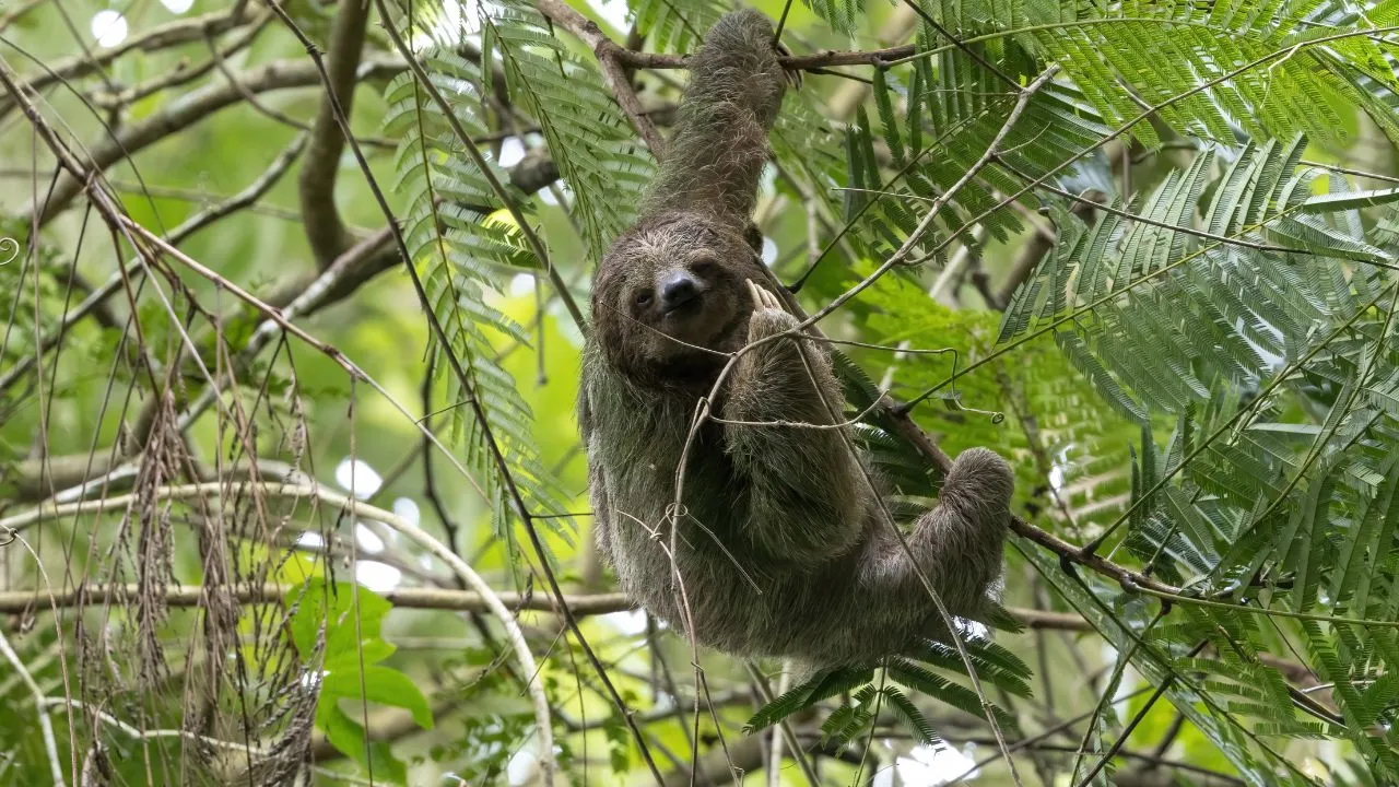 Name of the world slowest animal