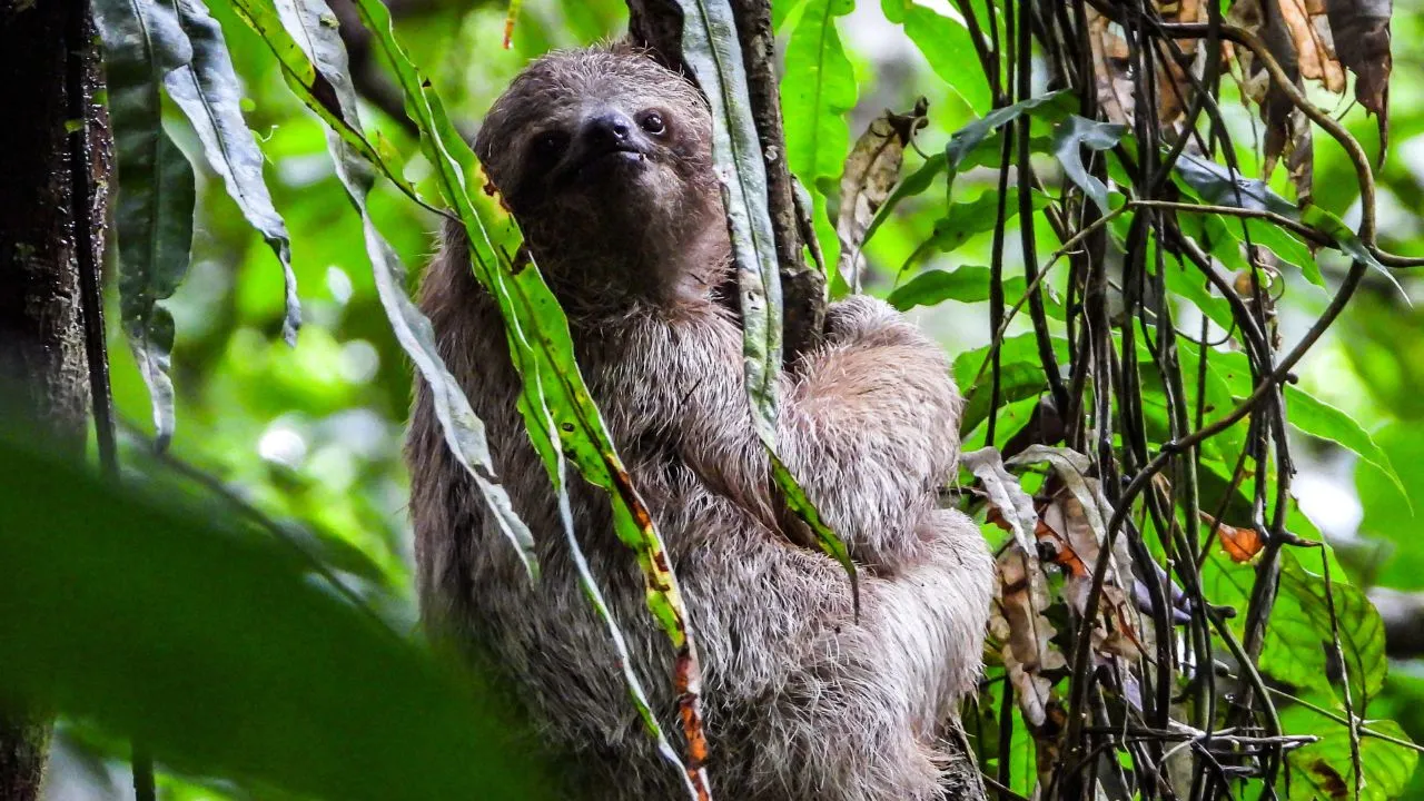 Name of the world slowest animal