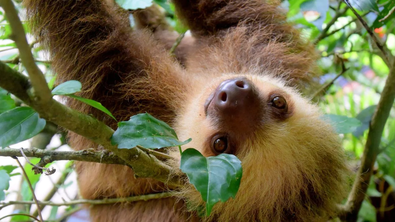 Name of the world slowest animal