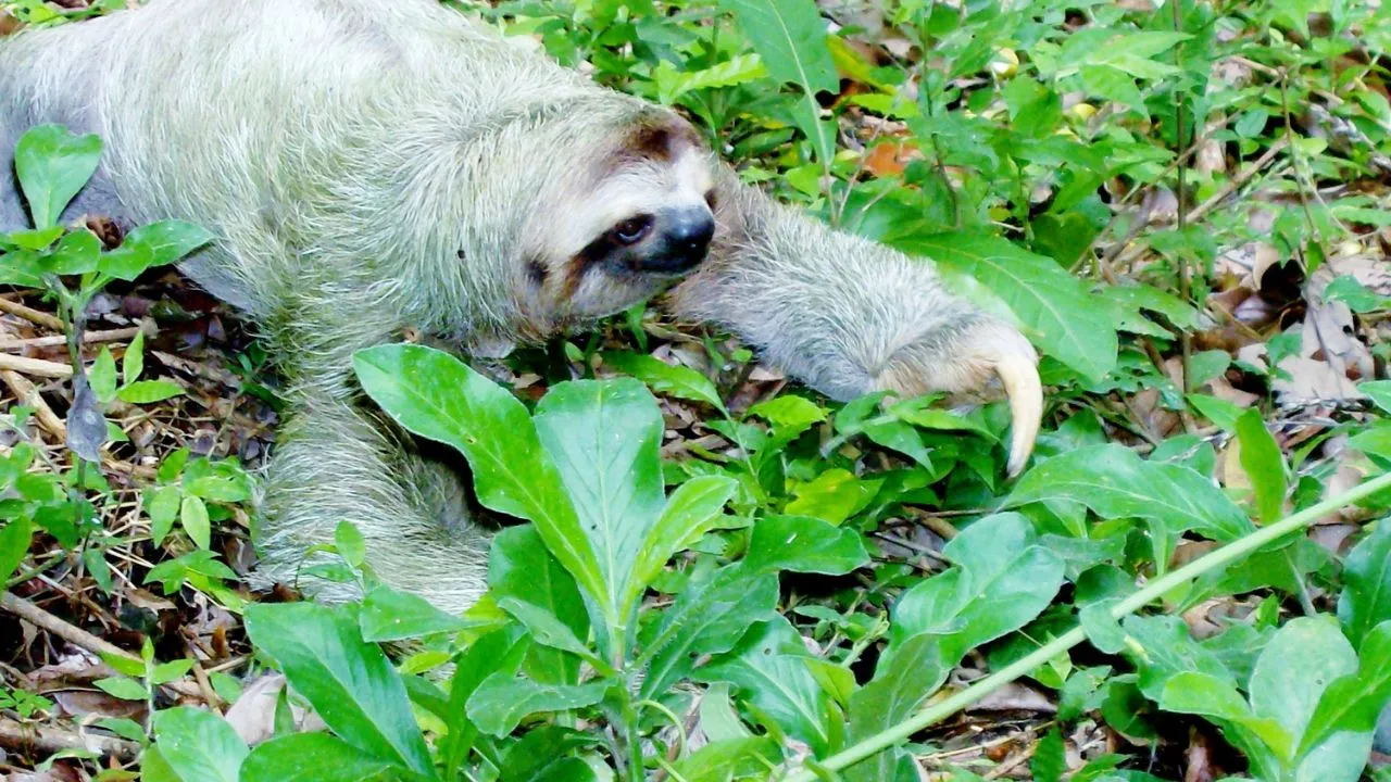 Name of the world slowest animal