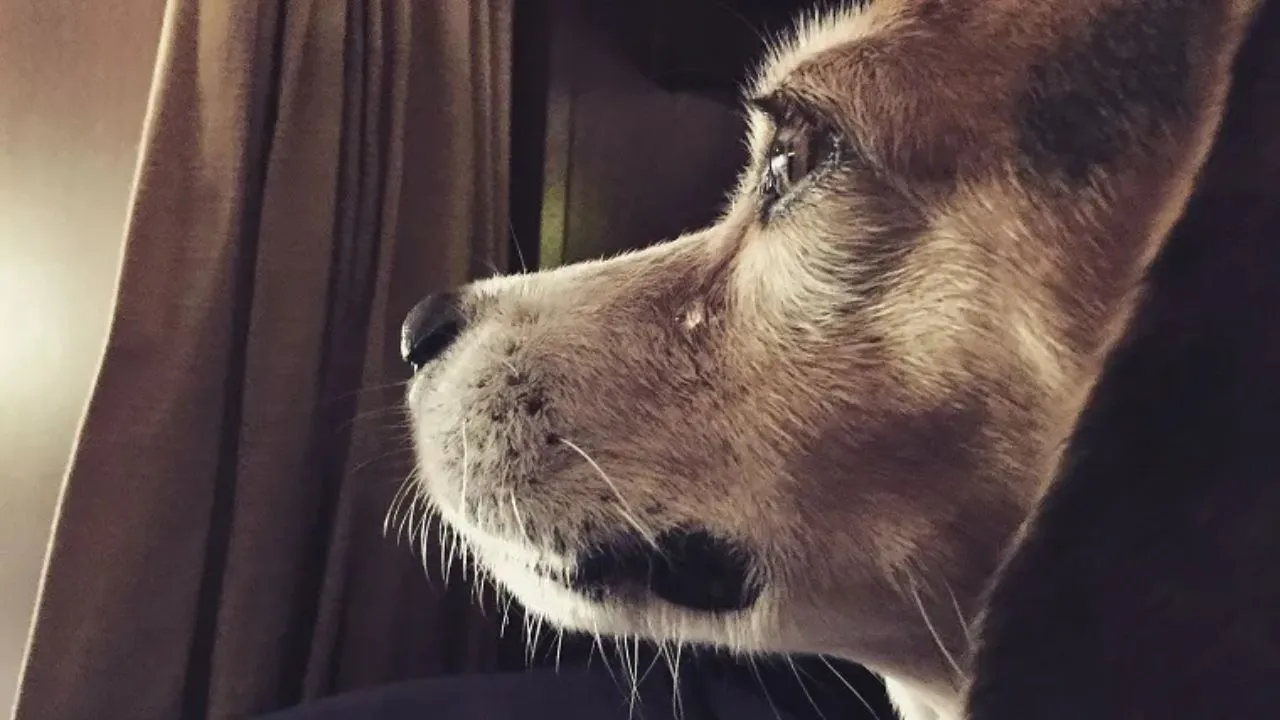 dog crying