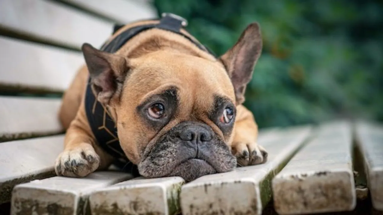 dog crying