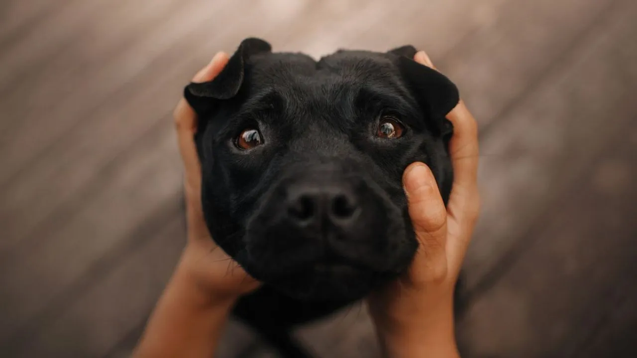 dog crying 