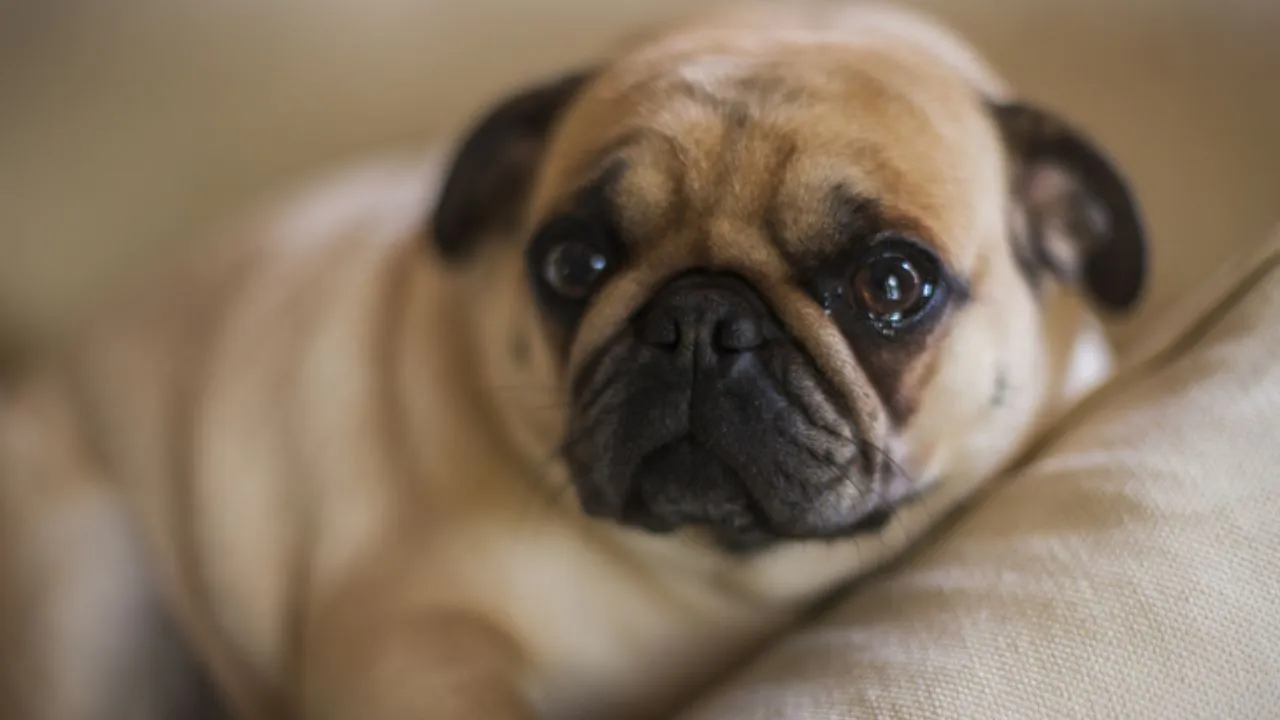 dog crying 