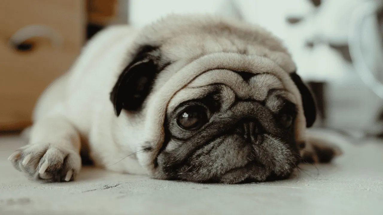 dog crying