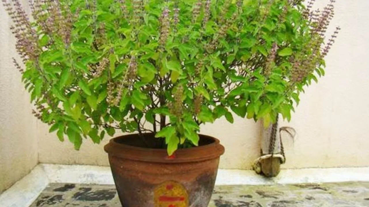 Tulsi