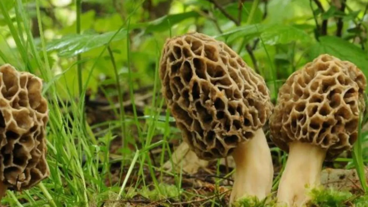 gucchi mushroom 