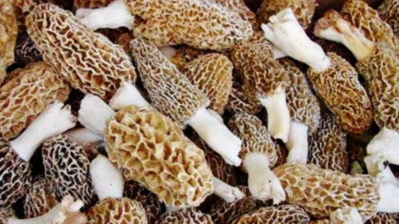gucchi mushroom   