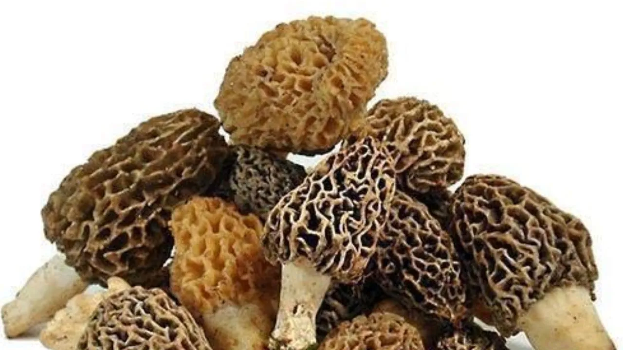 mashroom 