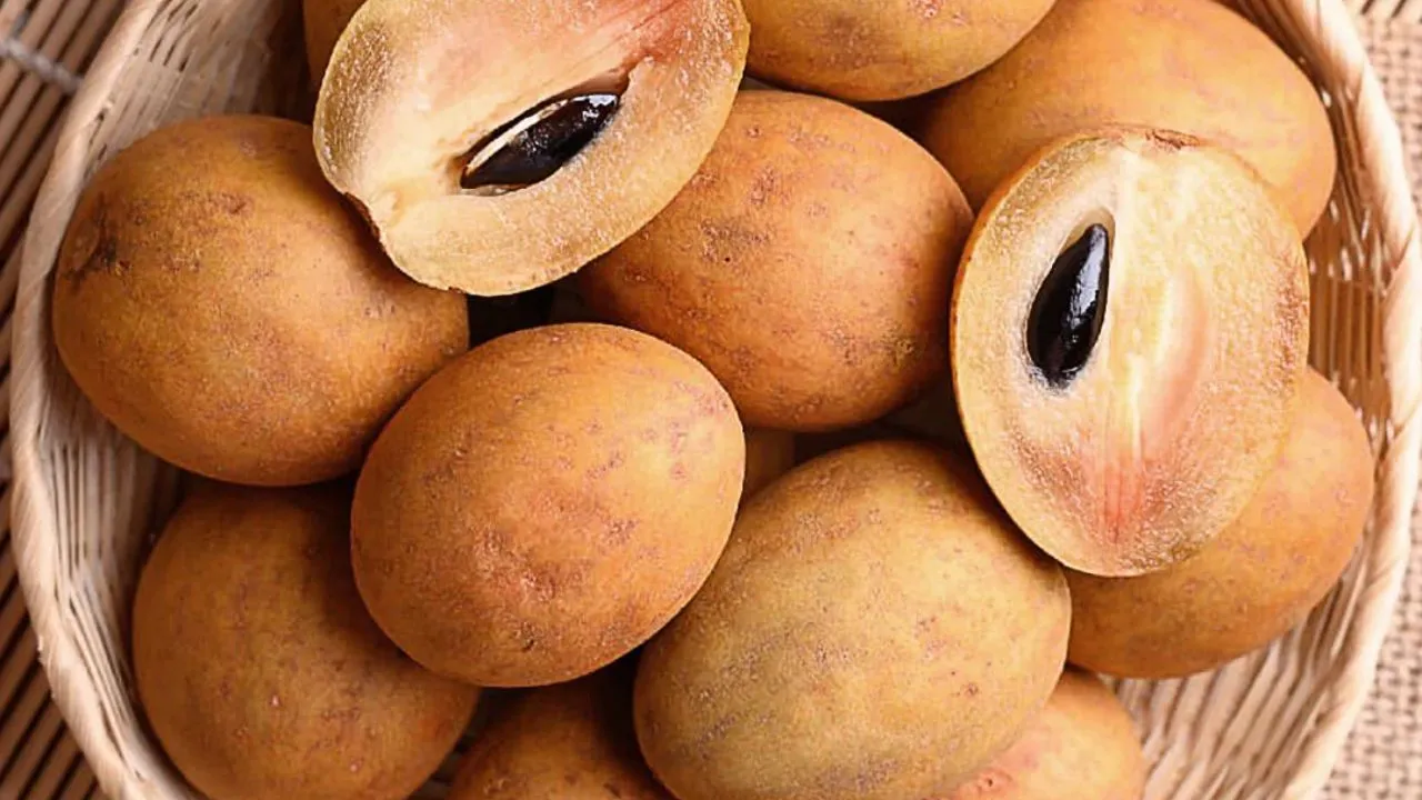Sapodilla 