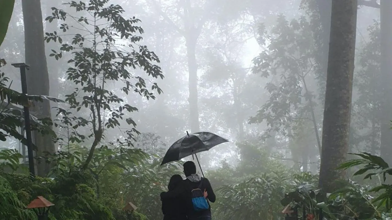 rain 