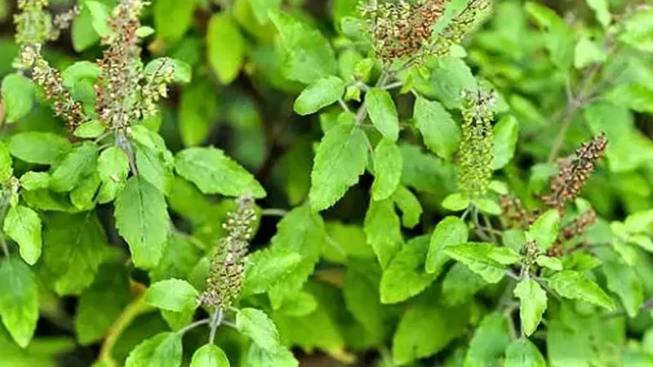 tulsi    