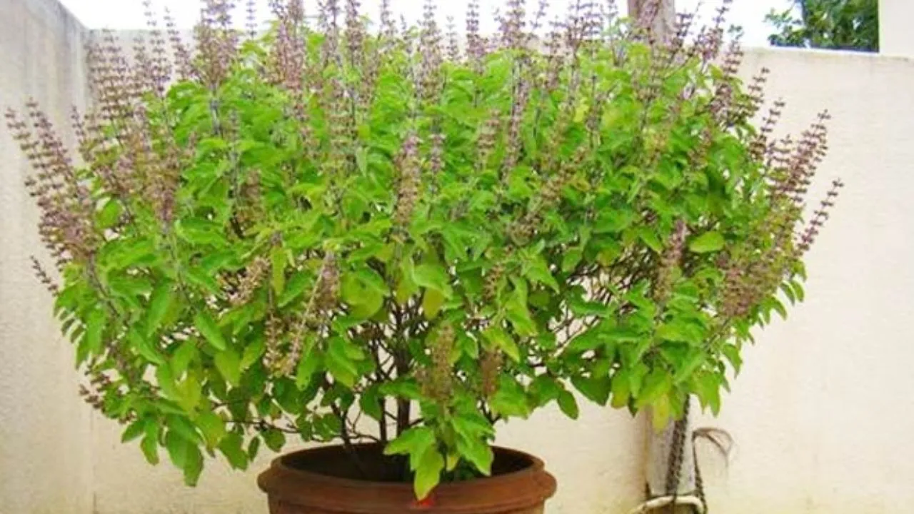 tulsi 