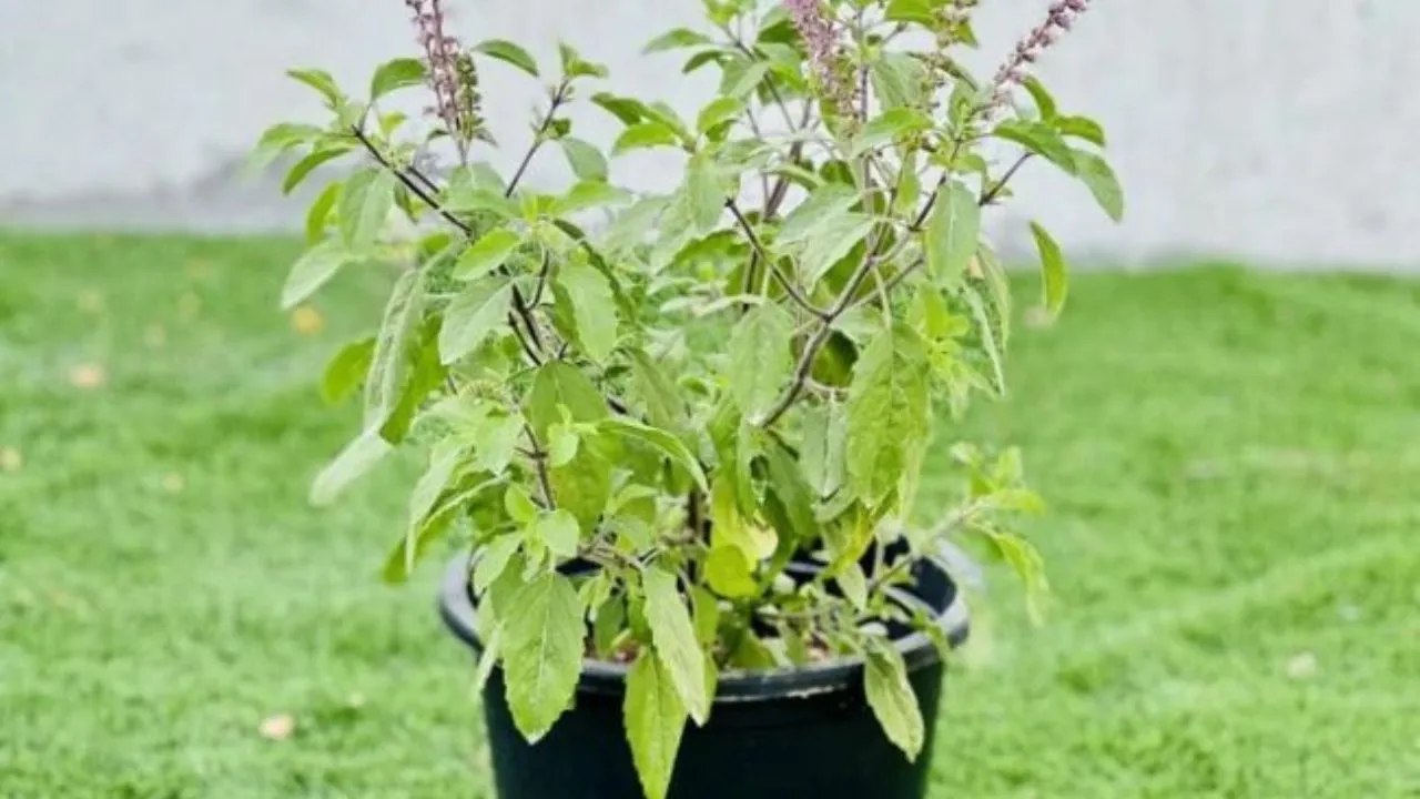 tulsi  