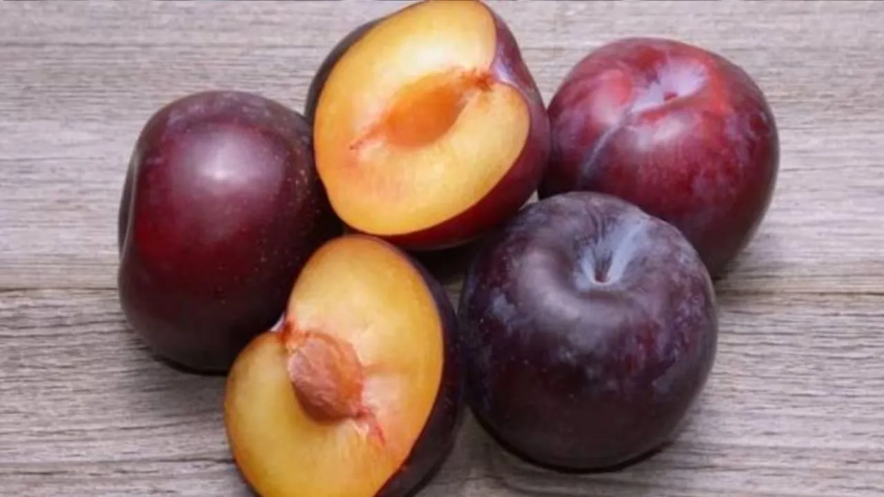 plum 